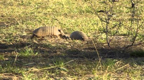 Mating Frenzy Of Six Banded Armadillos 5 Youtube