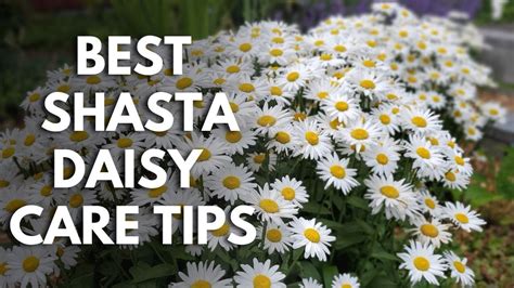 Shasta Daisy Lovers Grow Bigger Healthier Plants With These Shasta