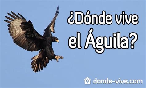 Top 43 Imagen En Donde Vive La Aguila Abzlocalmx