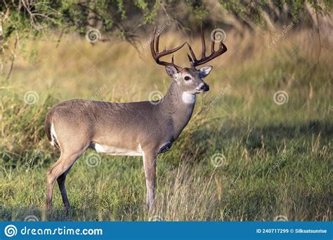 Whitetail Deer Buck In Texas Farmland Stock Image Image Of