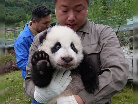36 Cute Baby Pandas Make Debut At China`s Breeding Centers इन नन्हे