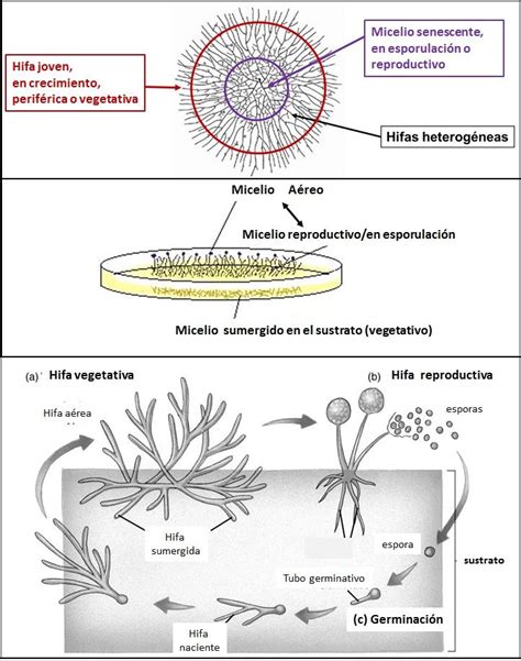 El Micelio Y La Colonia Fungica Hongos Tipos De Hongos Microbiología