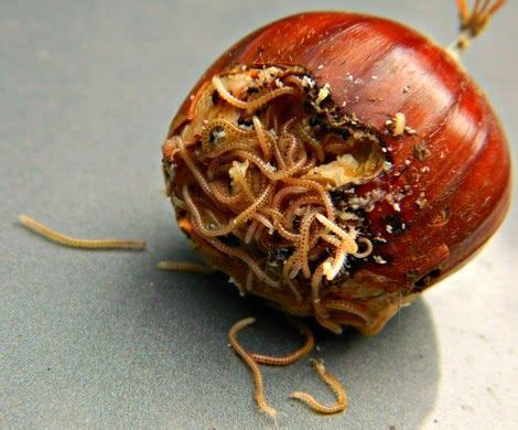 You can spot worms in your poo. associated content Lex: Tiny Worms Devouring a Chestnut ...