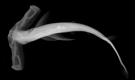 X Ray Fish Photos 41 Incredible Shots From The Smithsonian Institute