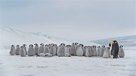 Emperor Penguin Hd Antarctica Penguin Hd Wallpaper Rare Gallery