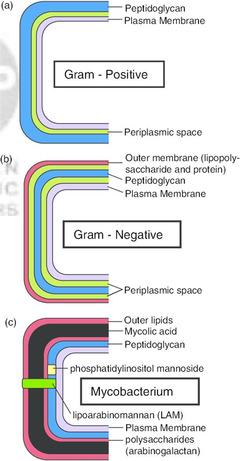 Diagram Demonstrating Of The Cell Wall Structure Of A Grampositive