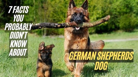 7 Amazing Facts About German Shepherds Dog Facts You Probably Didnt