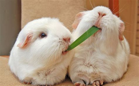 Cute guinea pigs eating pizza and other foods | Interesting Pictures