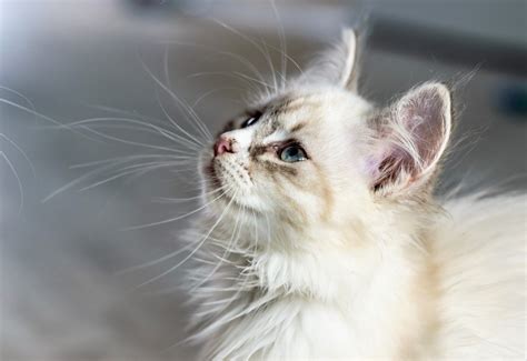 Feline Lymphoma Causes And Symptoms Canna Pet®