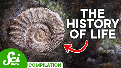 A Timeline Of Life On Earth 4 Billion Years Of History Youtube