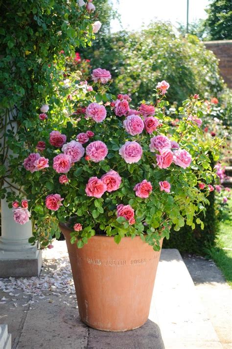 Best 10 Plants For A Small Container Garden