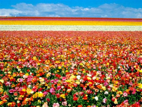 We also carry beautiful green, flowering and tropical plants. Carlsbad Flower Fields Open March 1 | Carlsbad, CA Patch