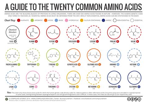 A Brief Introduction Of Amino Acids The Building Blocks Of Proteins
