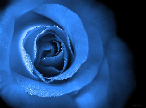 Love S Eternal Blue Rose Photograph By Jennie Marie Schell