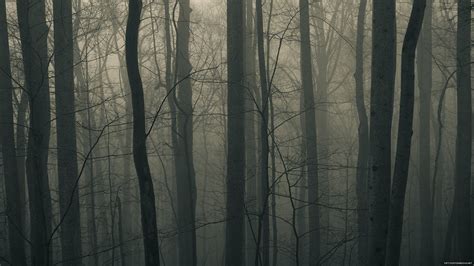 Photography Of Foggy Forest Hd Wallpaper Wallpaper Flare