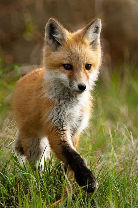 Awa Ministry Updates Chasing Foxes