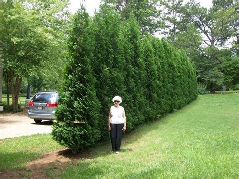 Fast Growing Tree For A Natural Privacy Fence Privacy Landscaping