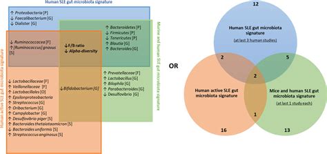 Frontiers Gut Microbiota In Systemic Lupus Erythematosus Patients And