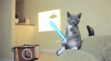 Deze Star Wars Kittens Gebruiken The Force Nitch