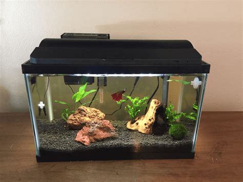 Best Betta Fish Tank 2023 Top 5 Reviews And Buying Guide Pets Nurturing