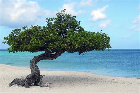 Divi Divi Tree On Eagle Beach In Aruba Photograph