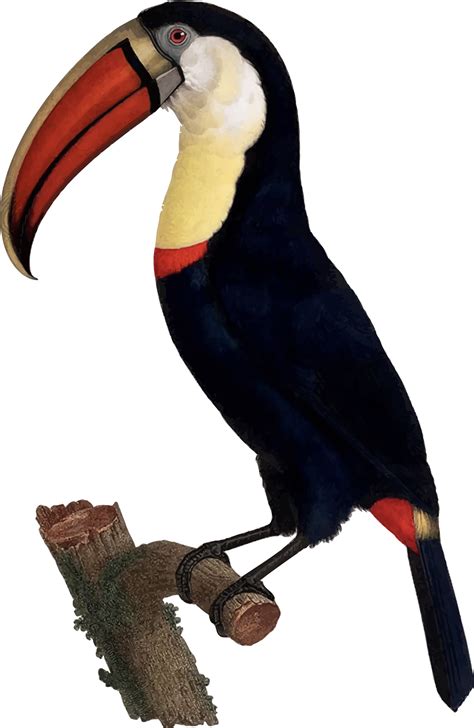 Toucan Clipart Real Toucan Real Transparent Free For Download On