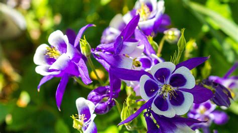 How To Grow And Take Care Of Columbine Flower