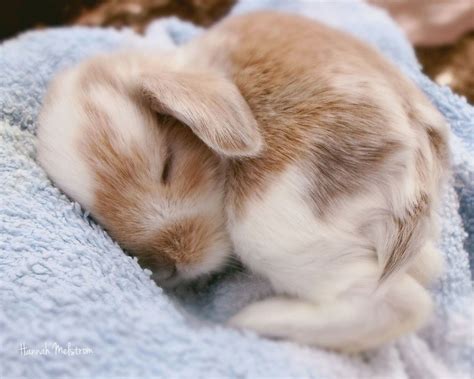 Sleepy Baby Bunny