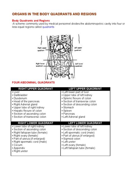 There are (a) nine abdominal regions and (b) four abdominal quadrants in the peritoneal cavity. Organs in the Body Quadrants and Regions