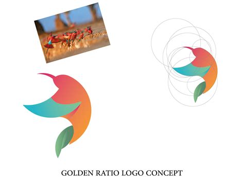 Bird Golden Ratio Concept By Ismail Boubakeur On Dribbble