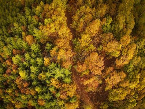 Autumn Forest Aerial View Stock Photo Image Of Airplane 130625514