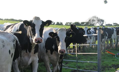 dutch dairy auction boost drives hope for milk price increases agriland ie