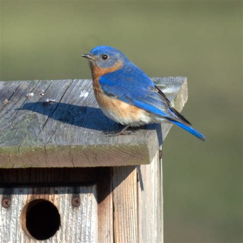 Eastern Bluebird Glenhurst Meadows Warren Nj Mikes Birds Flickr