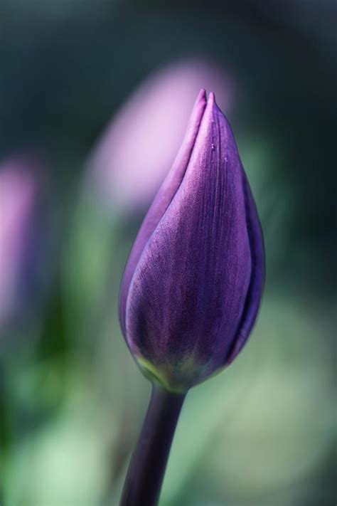 Purple Tulip Photograph By Sabine Schiebofski