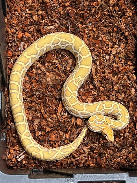 Gulf Coast Line Caramel Burmese Male Burmese Python By Piedtopia