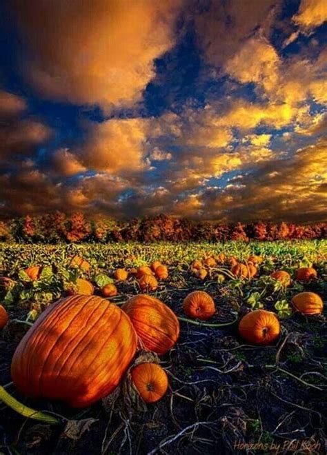 Pumpkins Fall Pictures Nature Beautiful Fall