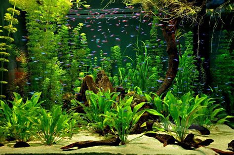 Small Garden Aquarium Ideas To Beautify Your Green World 34 Tropical