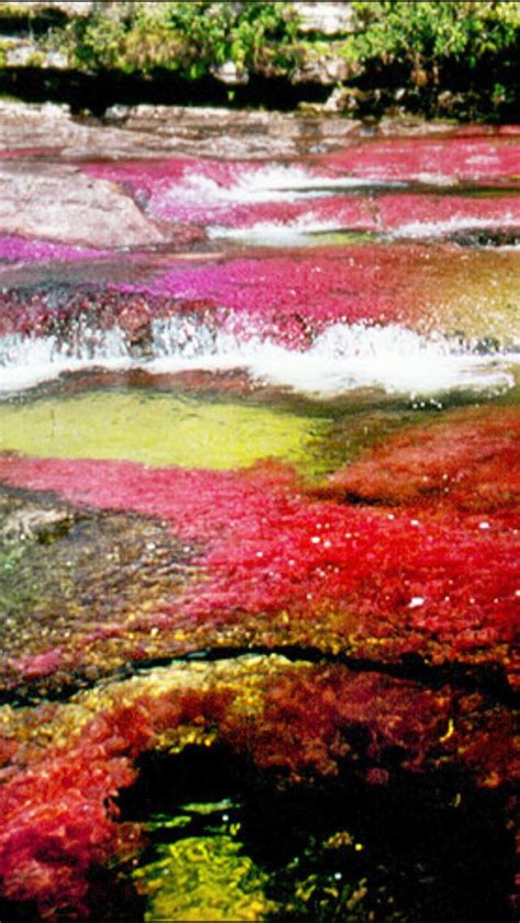 Caño Cristales River Colombia Folks Make The Journey From Colombias