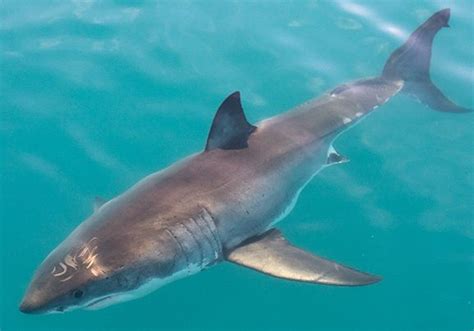 10 Facts About Great White Sharks National Geographic Kids