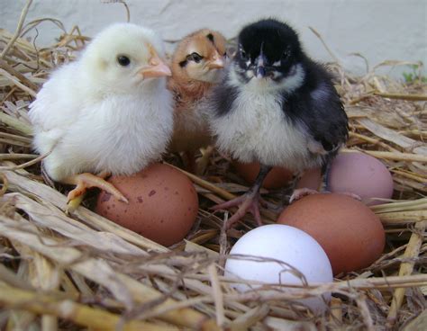 Hatching Eggs Large Fowl