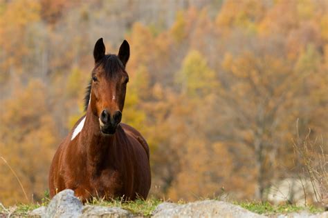 Autumn Horse Wallpapers Top Free Autumn Horse Backgrounds
