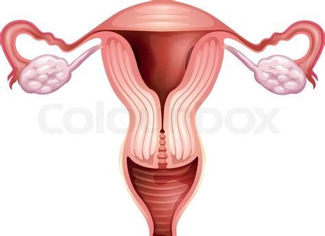 Female Reproductive Organ Stock Vector Colourbox