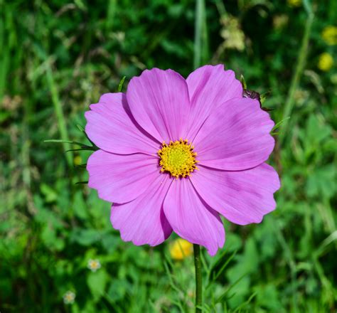 Purple Cosmos Flower Purple Cosmos Flower Blooming At The Flickr