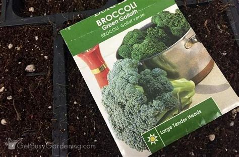 Growing Broccoli From Seed The Complete Step By Step