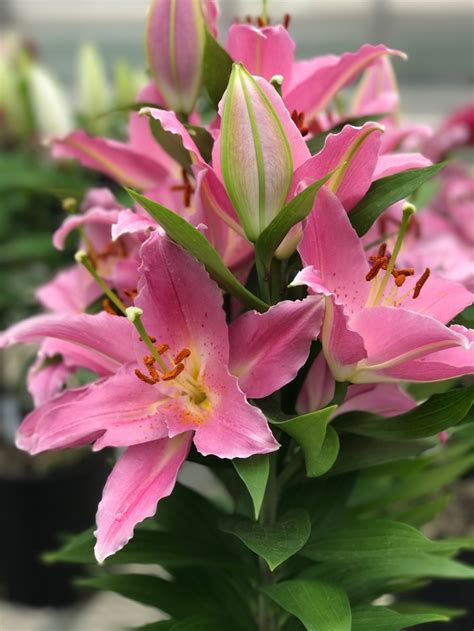 Lily Oriental 2plant International