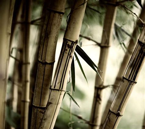 Bamboo Mobile9 Bamboo Wallpaper Jungle Wallpaper Wall Wallpaper