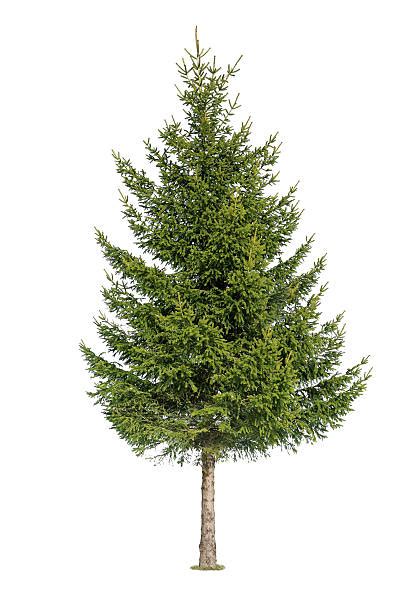 Spruce Tree Stock Photos Pictures And Royalty Free Images Istock