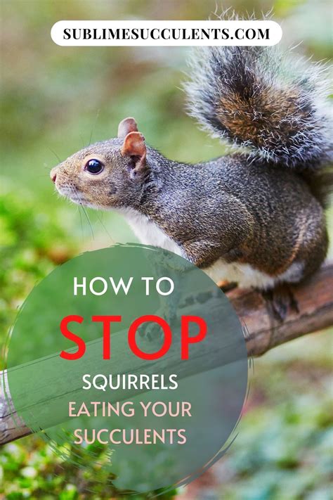 They can range in color from green (less sweet) to red (very sweet) and orange shades in between. How to Stop Squirrels Eating Your Succulents in 2020 ...