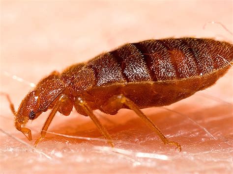 Bed Bug Control Brentwood Contra Costa County Alameda