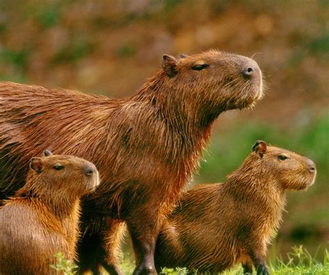 Clues To Fighting Cancer Found In Giant Rodent Capybaras Dna